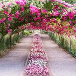 Point Defiance Rose Garden