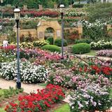 Tyler Rose Garden
