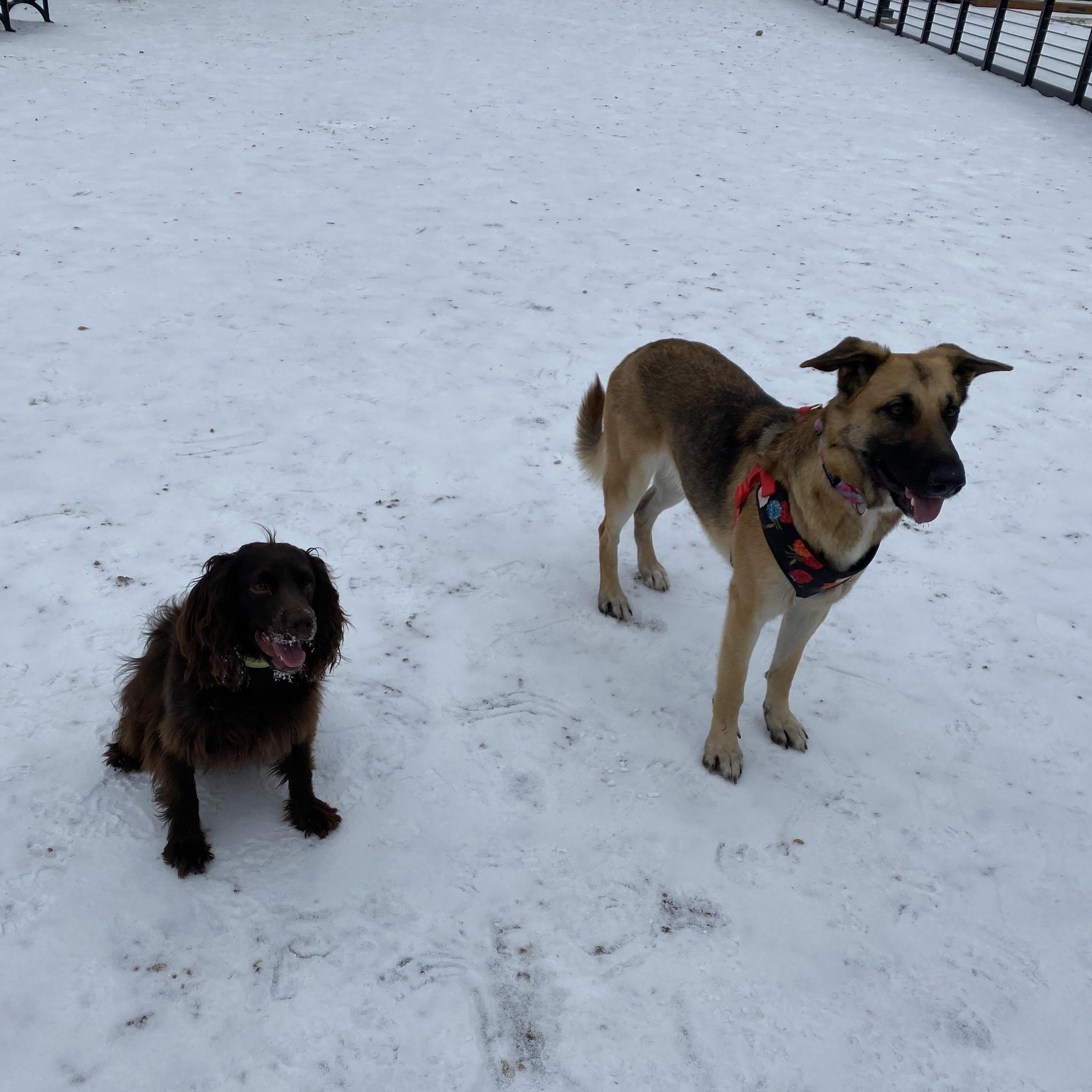A Texas snow day with our beautiful dogs