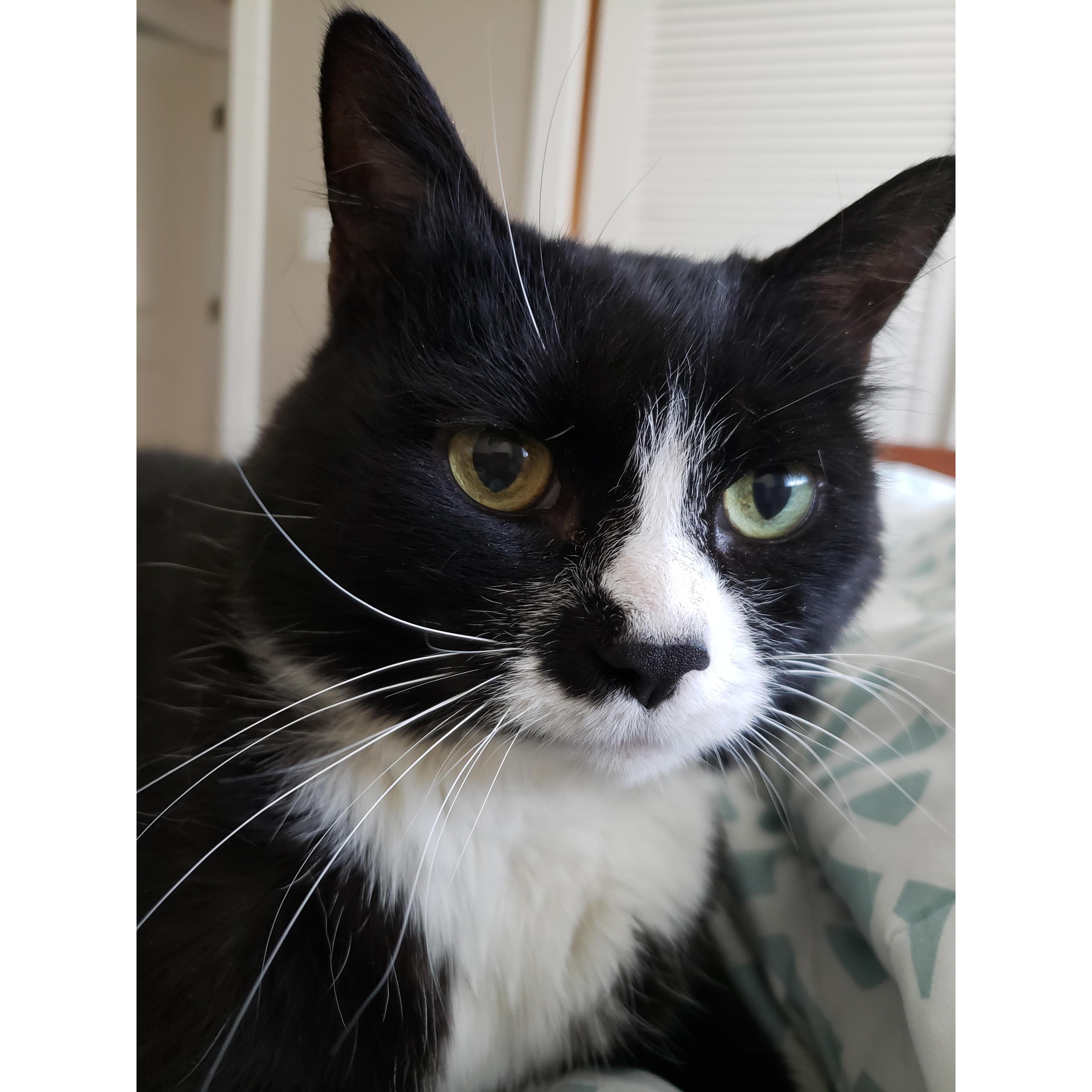 Our sweet Dusty Mittens