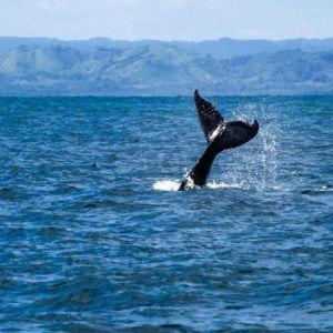 Whale & Dolphin Watching
