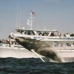 Cape Ann Whale Watch