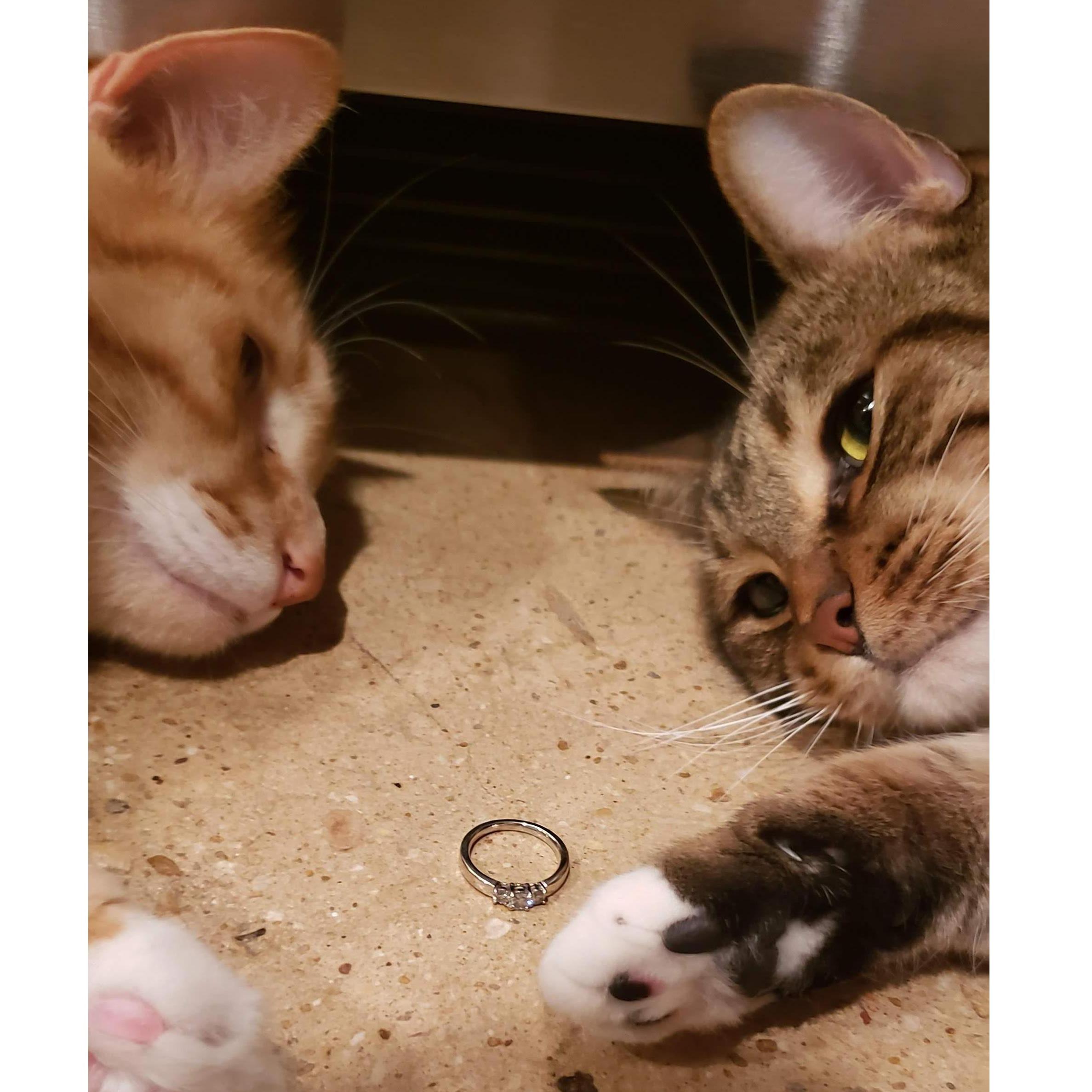Our parents are getting meowied!