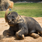 Houston Zoo