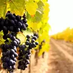 Take a Wine Tour through the Amalfi Countryside