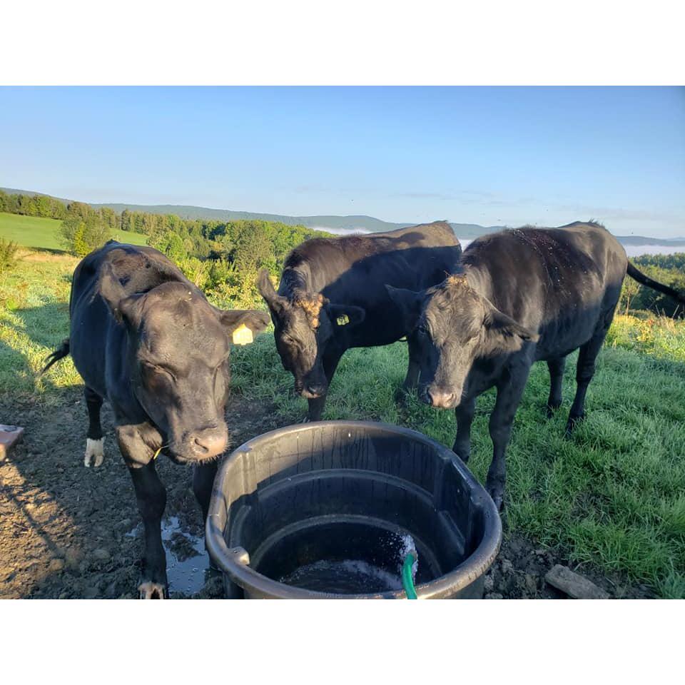 My cows we raised in Vermont in summer 2021.
