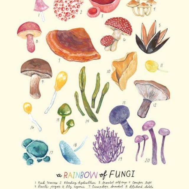 A Rainbow of Fungi