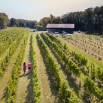 Fenn Valley Vineyards