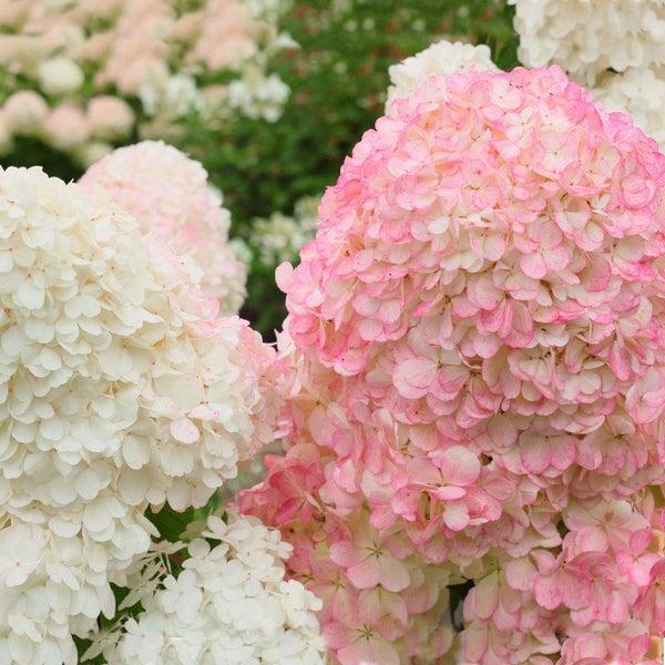 Vanilla Strawberry™ Hydrangea Tree Hydrangea paniculata 'Renhy' PP20670