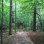 Hike - William B. Umstead State Park