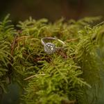 Hoyt Arboretum
