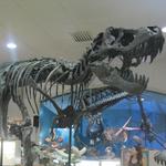 Museum @ Black Hills Institute ( Black Hills - Southern Region)