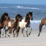 Assateague Island National Seashore