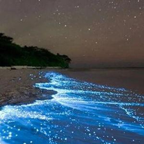 Bioluminescent Bay Tour (Honeymoon)