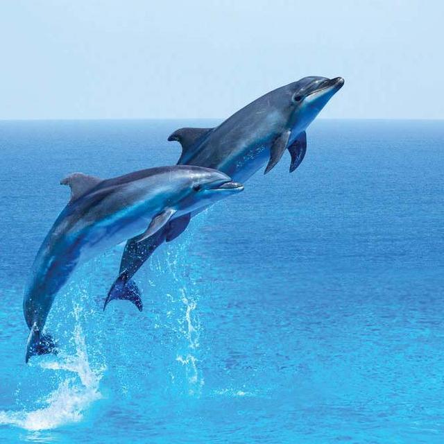 SWIMMING WITH THE DOLPHINS IN HAWAII!!