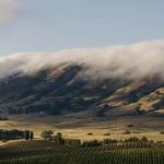 Baileyana, Tangent & True Myth Tasting Room