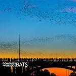 Congress Bridge Bats
