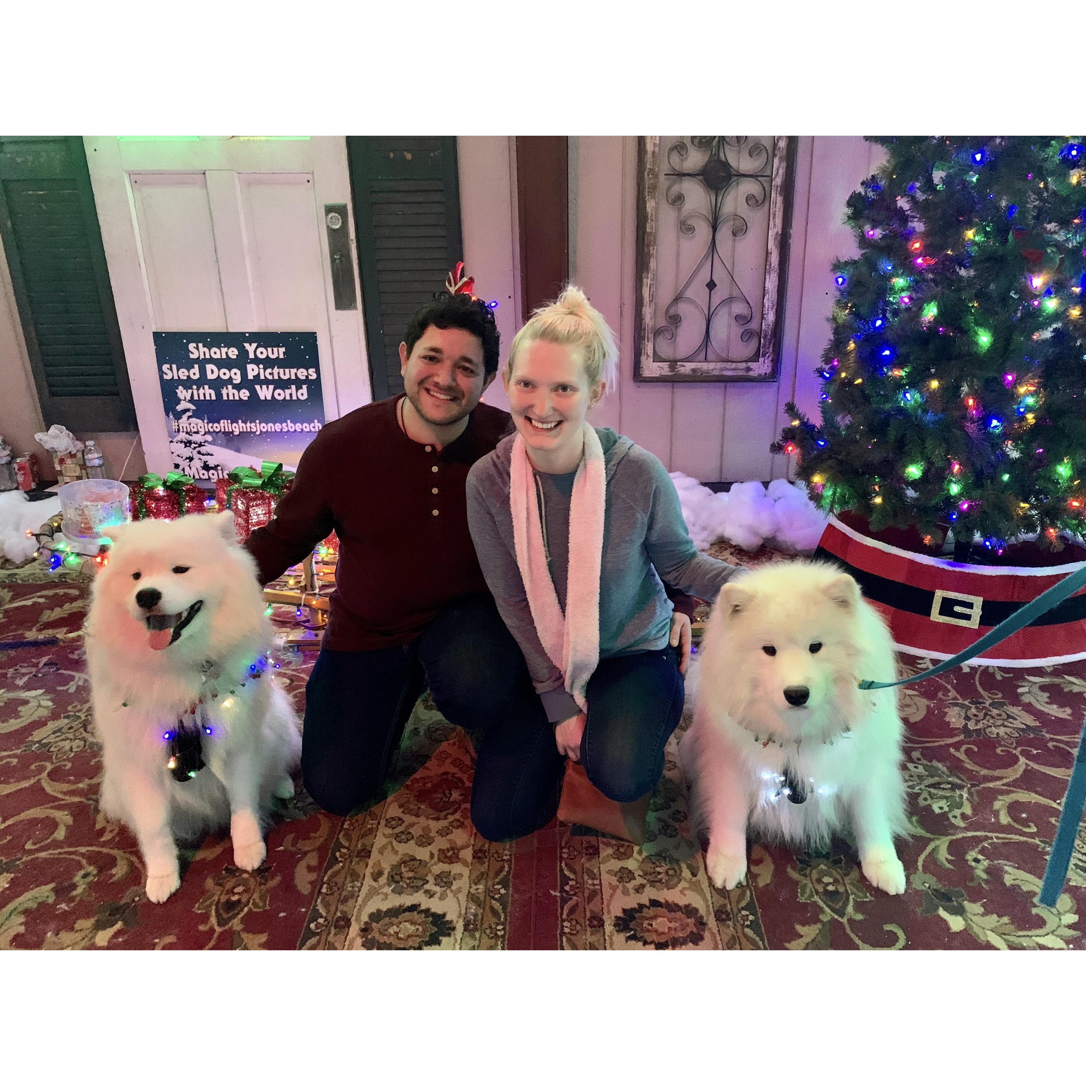 Loving on some adorable Samoyads at a Christmas festival in New York. 2019