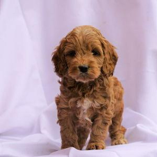 Our New Puppy Lorenzo