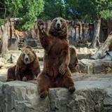 Big Bear Alpine Zoo