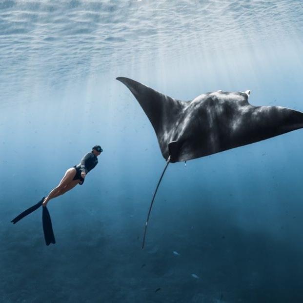 Honeymoon Ray Dive