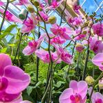 Atlanta Botanical Garden
