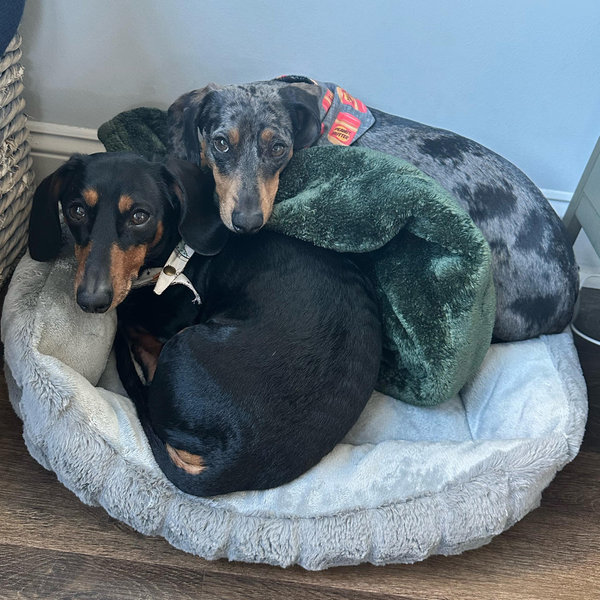 Pet Toy Fund!