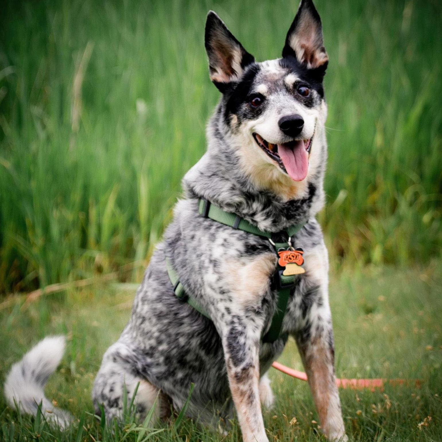 Quigley! 
Copyright 2019 Holly Ray Photography