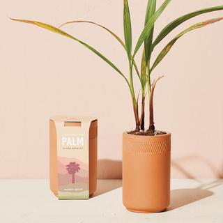 Palm Terracotta Kit