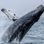 Whale Watching Monterey