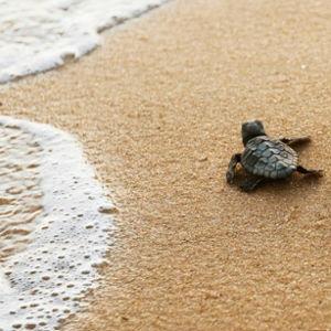 Sea Turtle Release Experience on Honeymoon