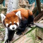 Henry Vilas Zoo