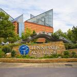 Tennessee Aquarium