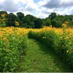 Avalon Nature Preserve