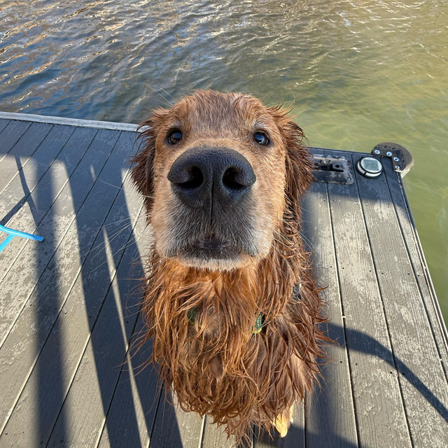 Our Golden Retriever Fund