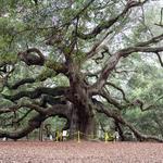 Angel Oak Tree