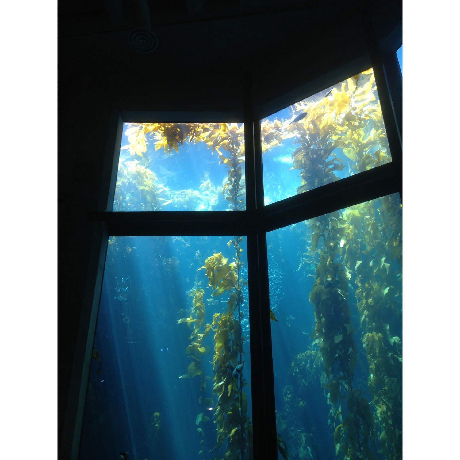 Monterey Bay Aquarium!