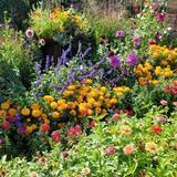 Montrose Botanic Gardens