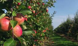 Evans Orchard and Cider Mill
