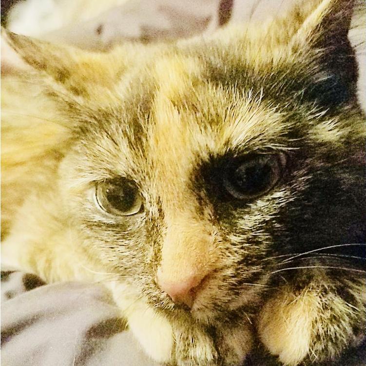 Princess Cheeto