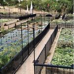 International Waterlily Collection