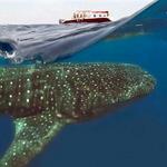 Swim w/ Whale Shark