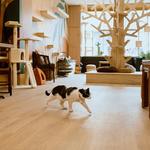 Purrista Cat Cafe