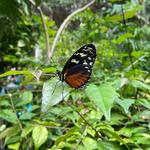 Toledo Zoo