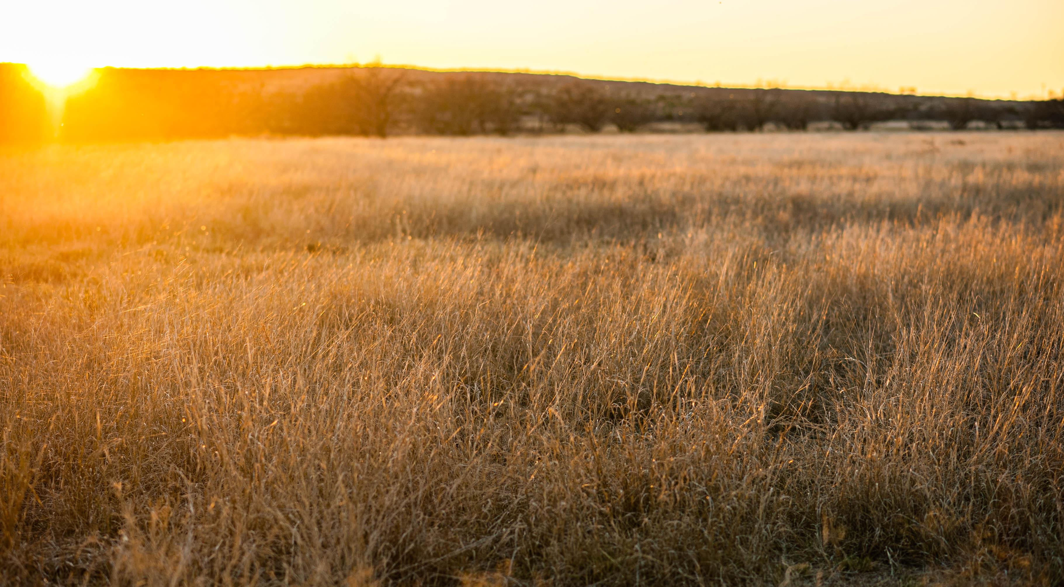 The Wedding Website of Savannah Syler and Toby Falcon
