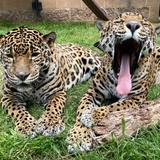 Tulsa Zoo