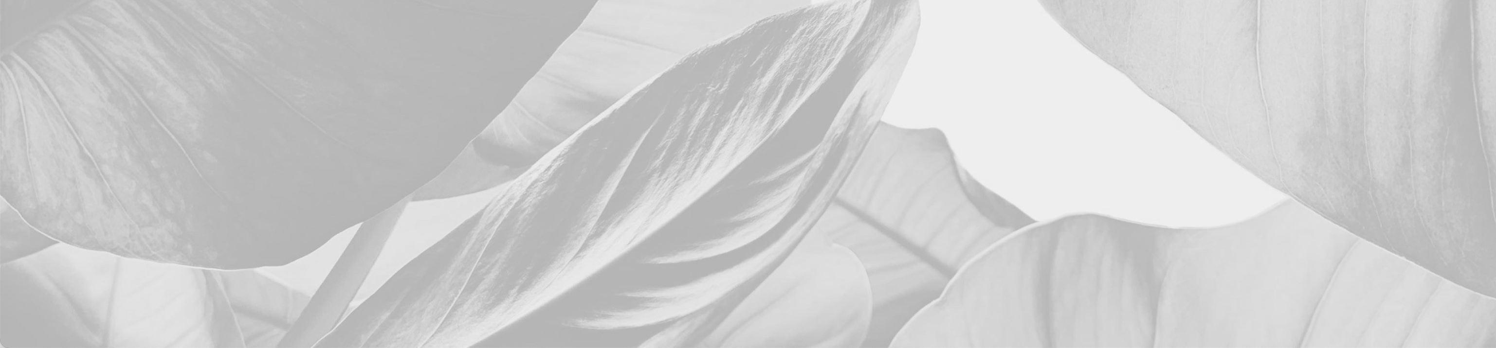 The Wedding Website of Paige Omura and Henry Merrow