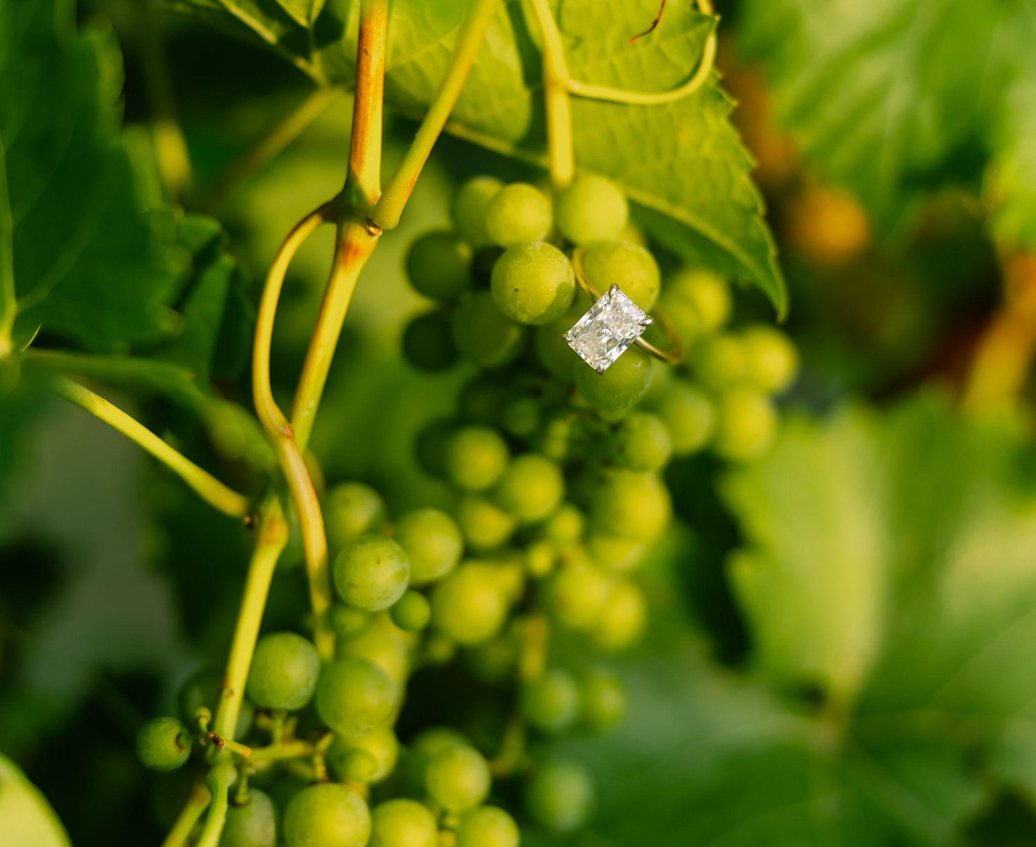 The Wedding Website of Chloe Rickman and Jeremy Jiskra