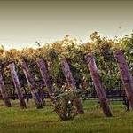 Davesté Vineyards