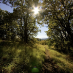 Chip Ross Trail